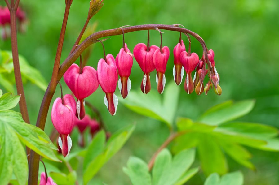 Red Bliding Hard Flowers plants