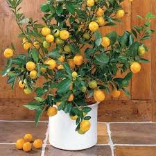 Mandarin orange fruit plants