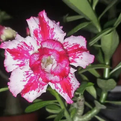 ROSY VARIETY GRAFTED ADENIUM (White & Red)