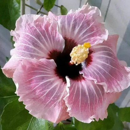 AUSTRILIAN HIBISCUS PLANT [off white and red shed]