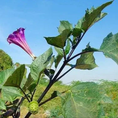 Raj Dhutra Flower Plants