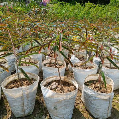 RED AMLA FRUIT PLANT (grafting)