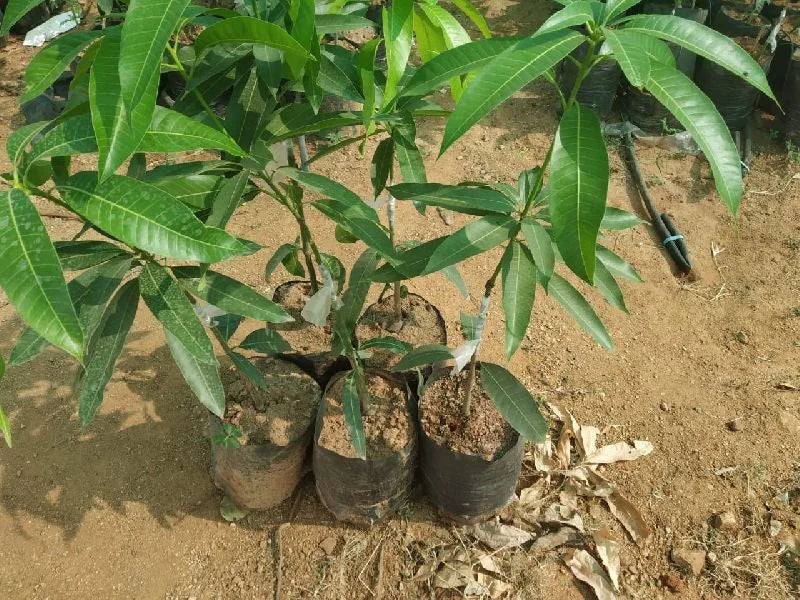 KESAR MANGO (GRAFTED)PLANTES