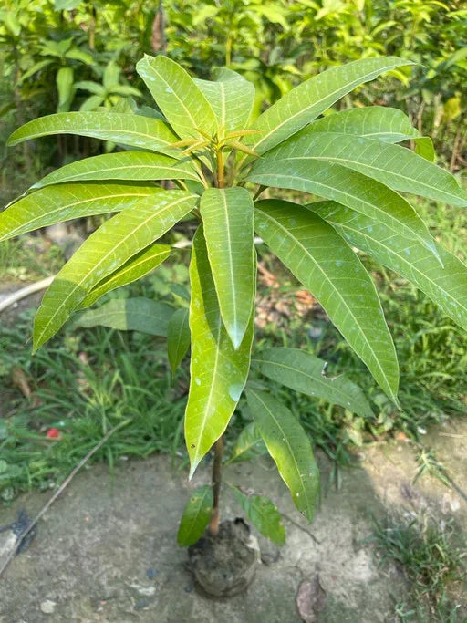 NEELAM 1 KG FRESHO MANGO Grafting plants