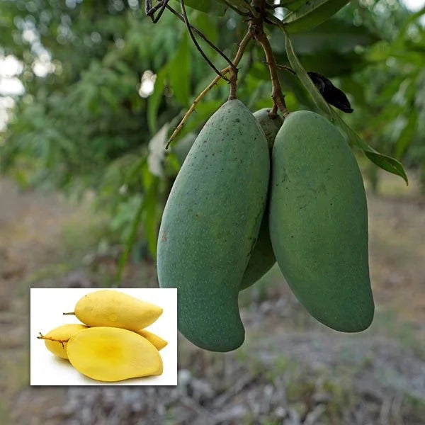 Three Taste Sweet Mango Plants