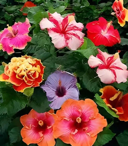 Hibiscus Multicolor Grafting (8-10)