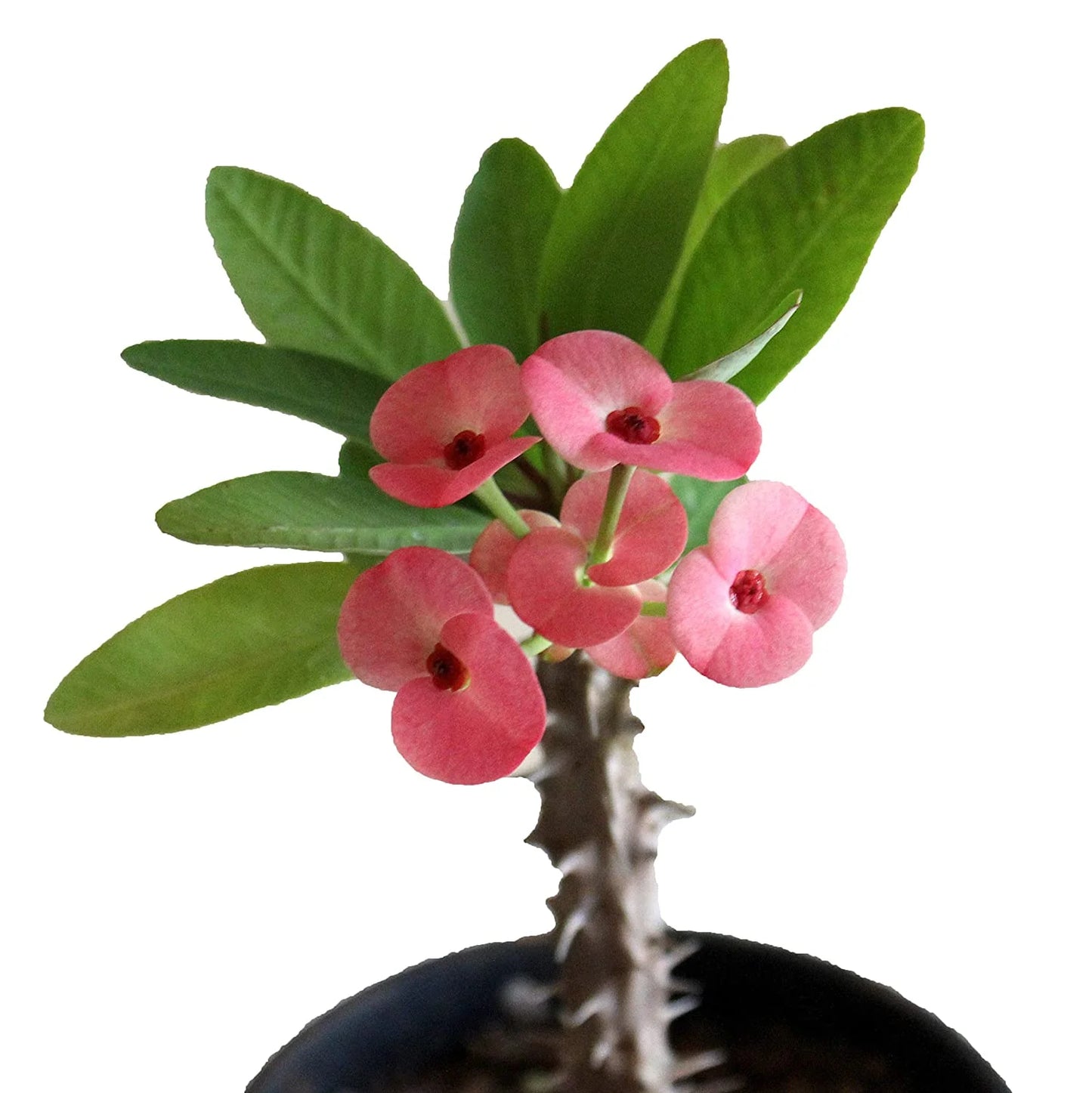 Euphorbia Flowers Plants (Pink)