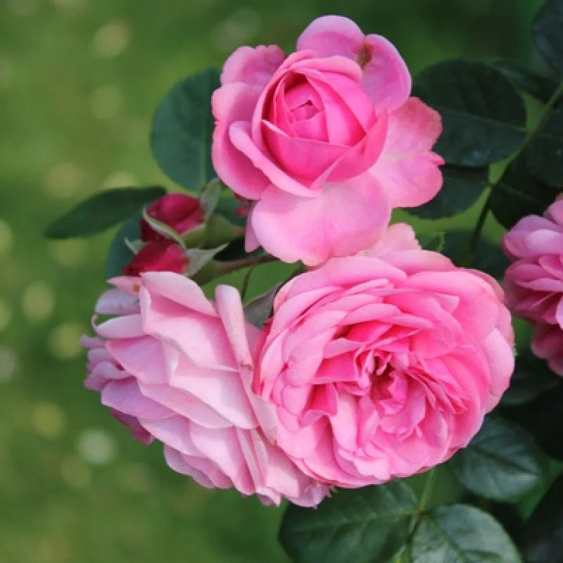 Climbing Rose Pink(Grafted)