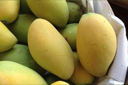 VIETNAM ALL TIME Mango (Grafted) plants