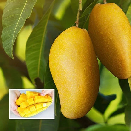 NEELAM 1 KG FRESHO MANGO Grafting plants