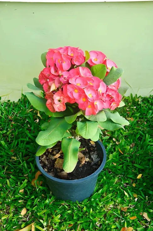 Euphorbia Flowers Plants (Pink)