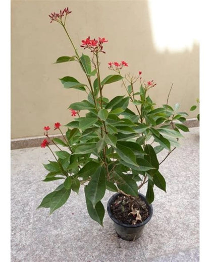 JATROPHA FLOWERS PLANTS