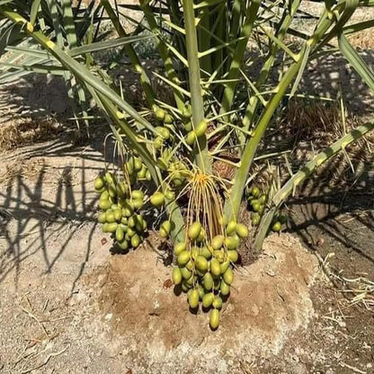 Dwarf Arabian Date Plant