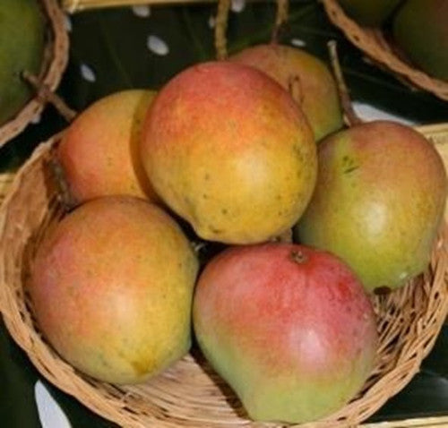 Apple Mango Grafted  fruit plant