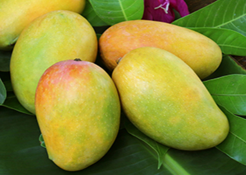 KESAR MANGO FRUIT PLANT(GRAFTED)