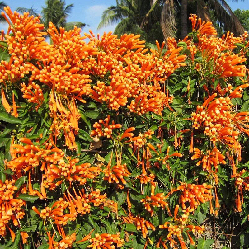 Flaming Trumpet Flowers plants