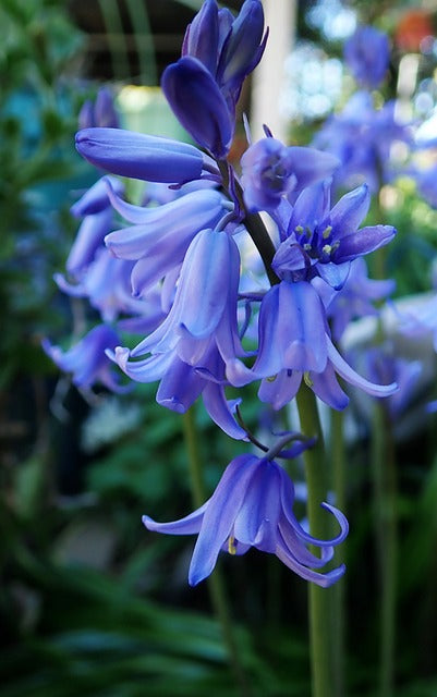 BLUE BELL FLOWERS PLANTS