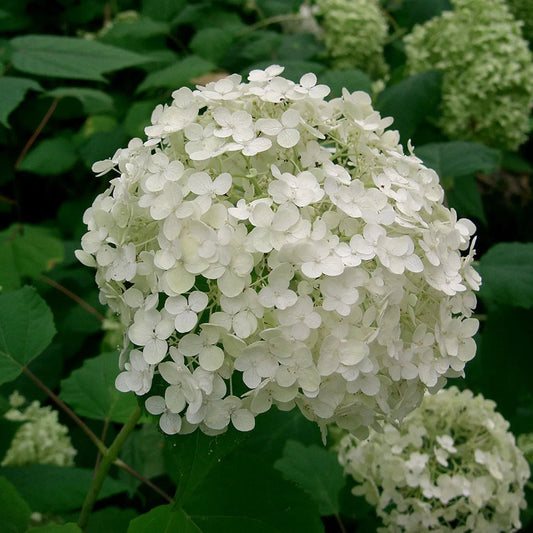 Hydrengea Flowers Plants White