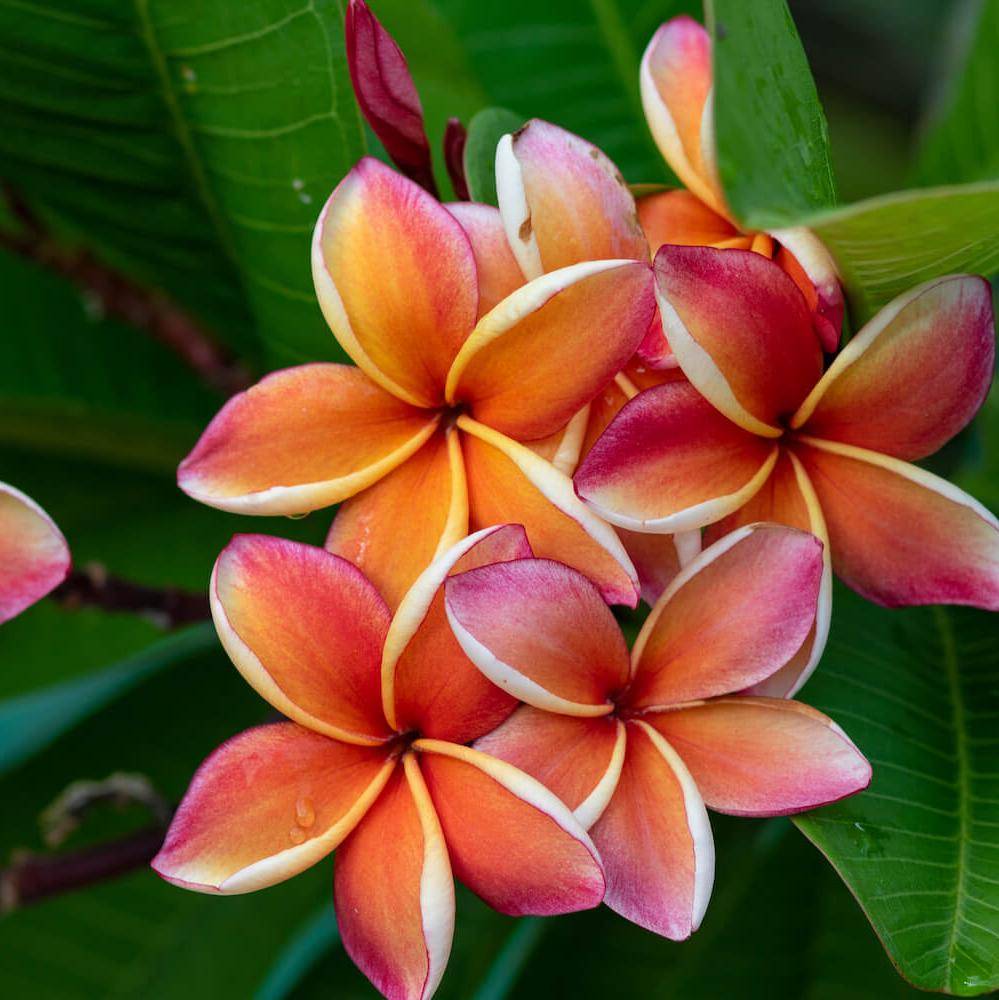 ORANGE & WHITE Tropical Frangipani Plumeria Flowers Plants