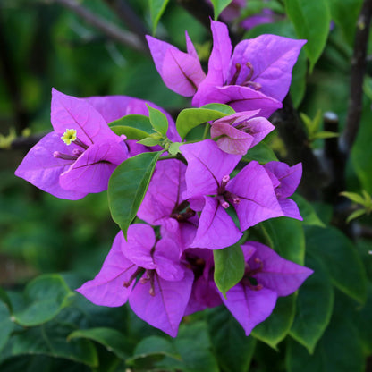 Bougainvillea Flower Plant(PURPLE)