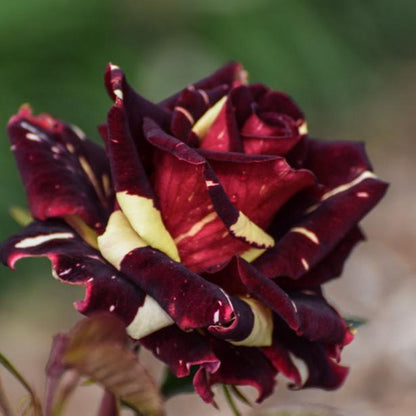 Black Abracadabra Rose Flowers Plants