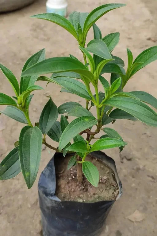 Tibouchina FLOWERS PLANTS (White)