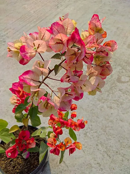 Bougainville (CHITRA) flowers plants