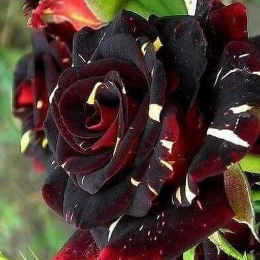 Black Abracadabra Rose Flowers Plants