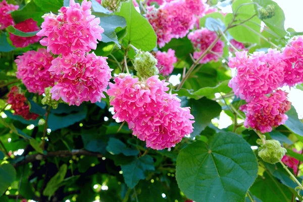 Dombeya Flowers Plant(PINK)