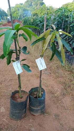 KOTHAPALLI KOBBARI MANGO PLNTS( Grafting )