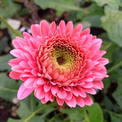 Tissue culture Gerbera (Pink)Plant