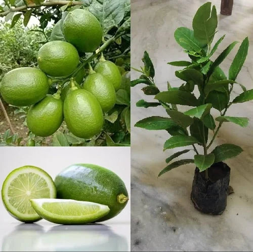 Gandharaj Lemon Fruit Plants