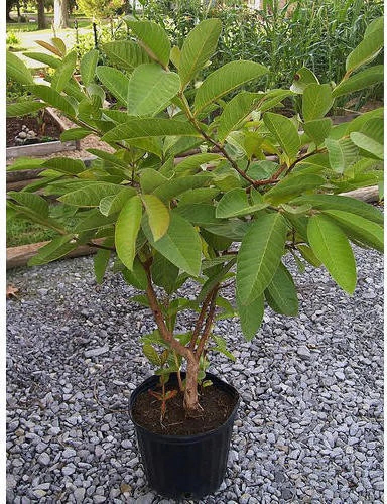 THAI KG Guava Fruit Plants