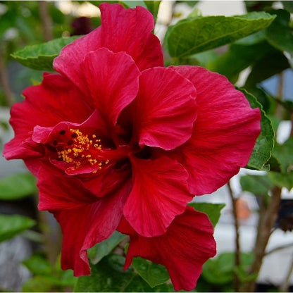 Austrian Hibiscus (Red Thoka) Flowers Plant