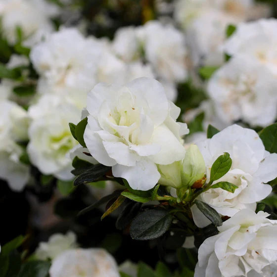 Azalea flowers plants(white)