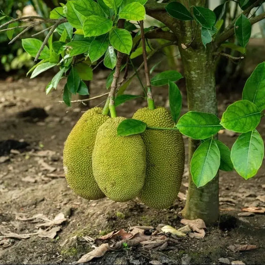 Vietnam Super Early Jack Fruit Plants