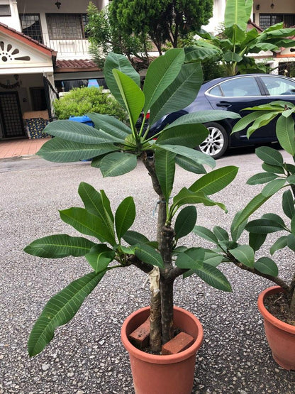 Plumeria Flowers Plants (Yellow & White)