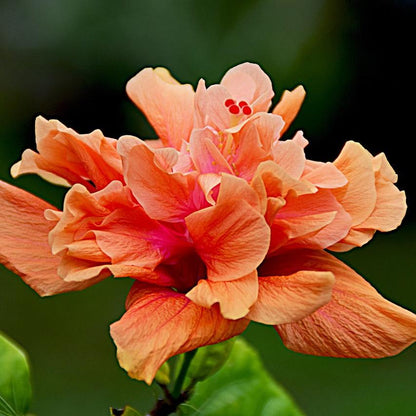 Austrian Hibiscus Flowers Plants <Light Orange Thoka)>