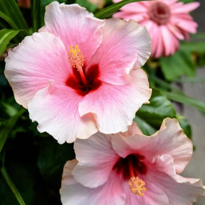 AMERICAN HIBISCUS FLOWERS PLANTS (Pink & Red Shaded)