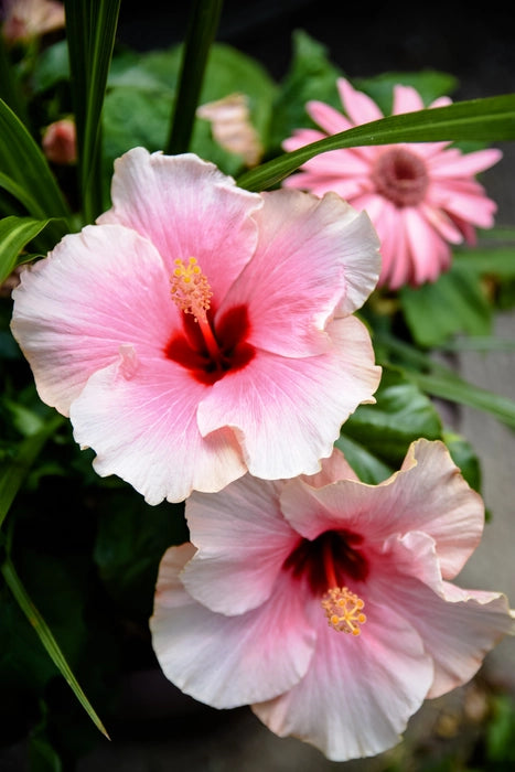 AMERICAN HIBISCUS FLOWERS PLANTS