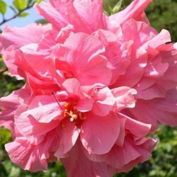 Austrilian Hibiscus Pink Thoka Flowers Plant