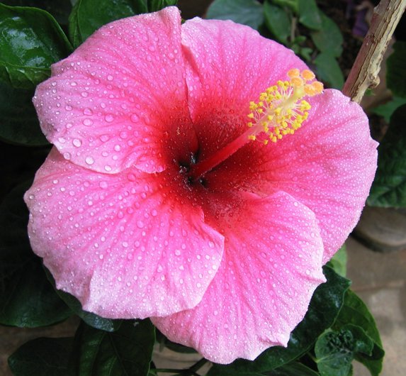 AMERICAN HIBISCUS FLOWERS PLANTS