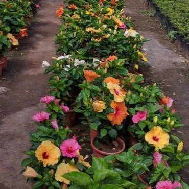 Austrian Hibiscus Flowers Plants