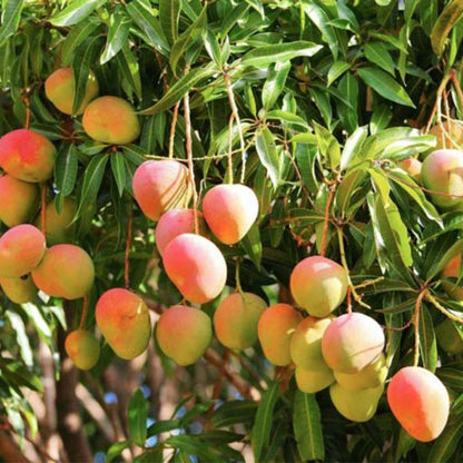 Mango Suvarnarekha Grafted Fruit Plant