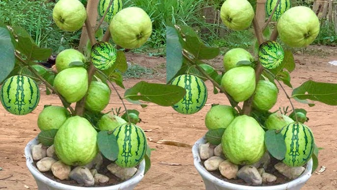 Grafting variegated Guava Fruit plant