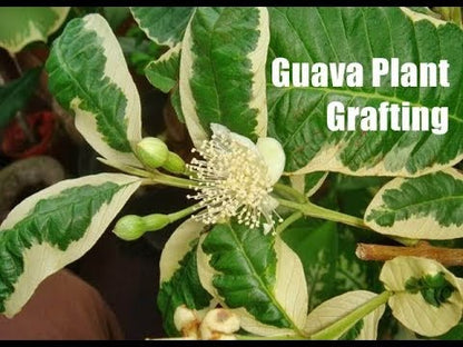 Grafting variegated Guava Fruit plant