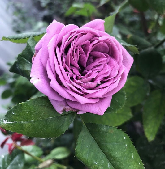 HYBRID ROSE FLOWERS PLANTS (PURPLE) (GRAFTED)