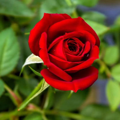 Red Rose (Hybrid)