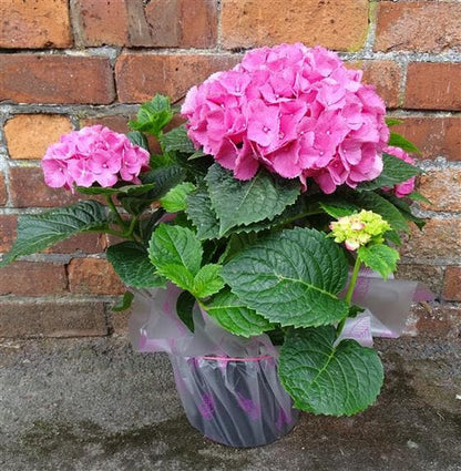 Hybrid Hydrangea Flowers plants (Pink)