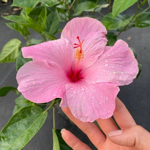 AMERICAN HIBISCUS FLOWERS PLANTS (Pink & Red Shaded)